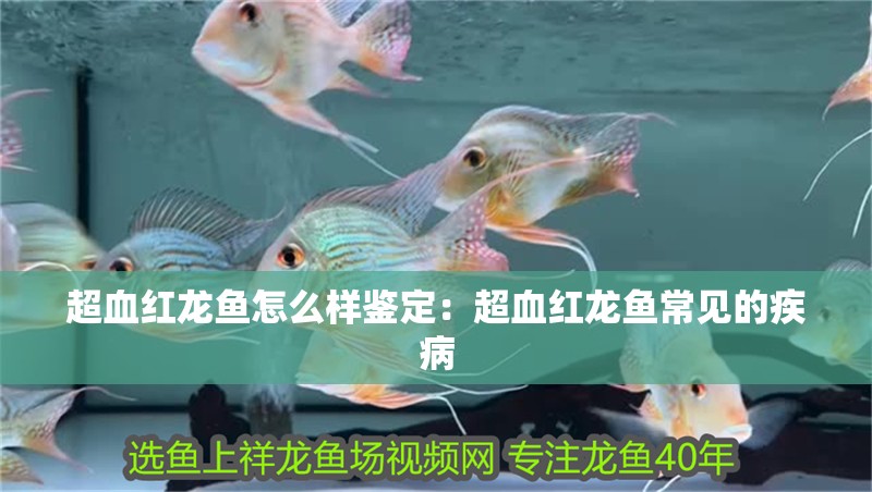超血紅龍魚怎么樣鑒定：超血紅龍魚常見的疾病 超血紅龍魚怎么樣鑒定：超血紅龍魚常見的疾病 水族問答
