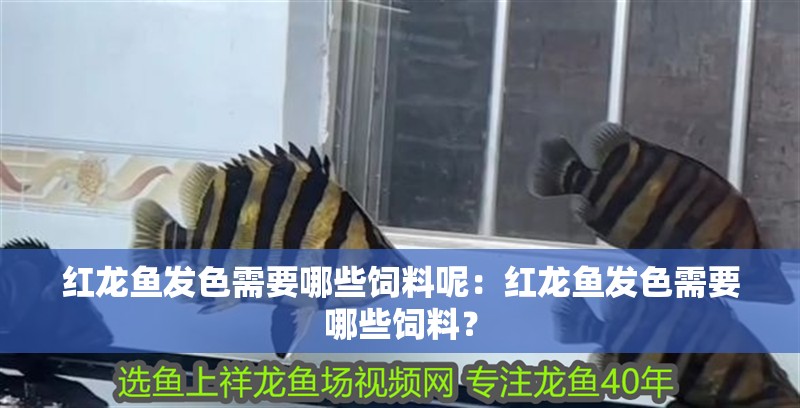 紅龍魚(yú)發(fā)色需要哪些飼料呢：紅龍魚(yú)發(fā)色需要哪些飼料？