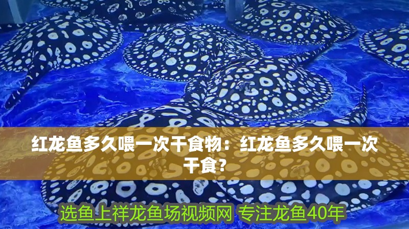 魚缸過濾器選購指南:自制魚缸過濾器魚缸上置過濾器對于養魚愛好者的必備知識 紅龍魚多久喂一次干食物:紅龍魚多久喂一次干食? 水族問答 紅龍魚多久喂一次干食物:紅龍魚多久喂一次干食? 紅龍魚多久喂一次干食物:紅龍魚多久喂一次干食? 水族問答