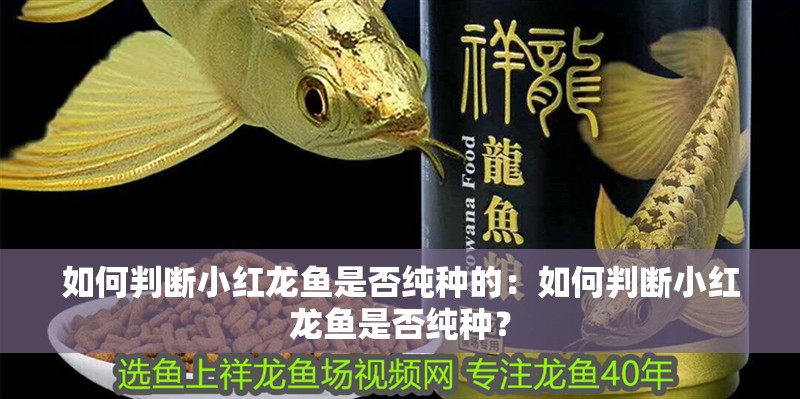 虎魚天天黑來點赤瞳黃金 如何判斷小紅龍魚是否純種的:如何判斷小紅龍魚是否純種? 水族問答 如何判斷小紅龍魚是否純種的:如何判斷小紅龍魚是否純種? 如何判斷小紅龍魚是否純種的:如何判斷小紅龍魚是否純種? 水族問答
