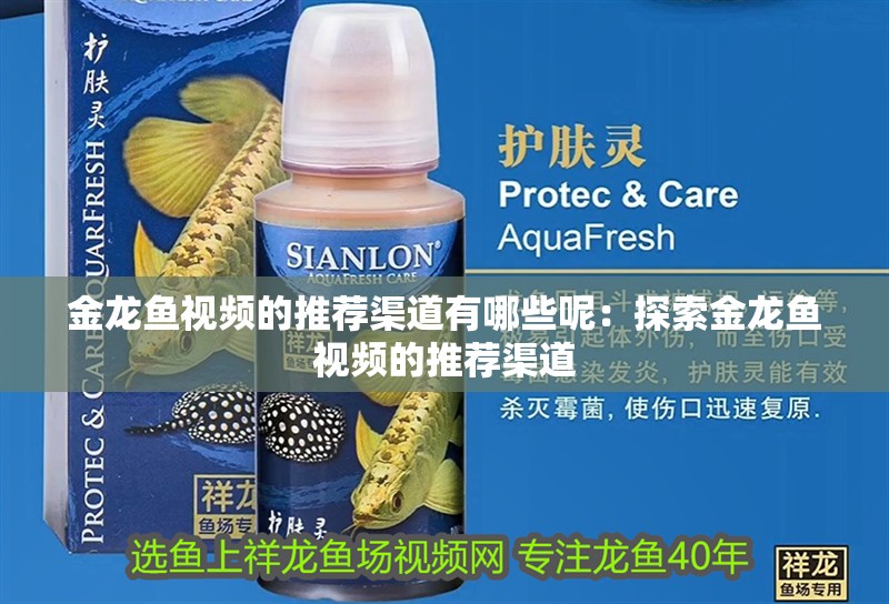 金龍魚視頻的推薦渠道有哪些呢：探索金龍魚視頻的推薦渠道 金龍魚視頻的推薦渠道有哪些呢：探索金龍魚視頻的推薦渠道 水族問答