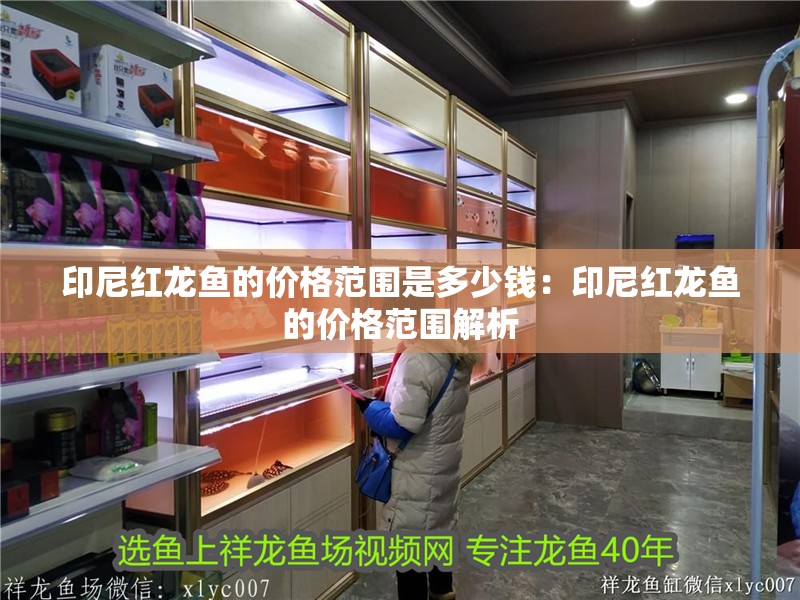 魚缸用增氧泵價(jià)格是多少:魚缸增氧機(jī)-xtrac增氧機(jī)-xtrac增氧機(jī) 印尼紅龍魚的價(jià)格范圍是多少錢:印尼紅龍魚的價(jià)格范圍解析 水族問答 印尼紅龍魚的價(jià)格范圍是多少錢:印尼紅龍魚的價(jià)格范圍解析 印尼紅龍魚的價(jià)格范圍是多少錢:印尼紅龍魚的價(jià)格范圍解析 水族問答