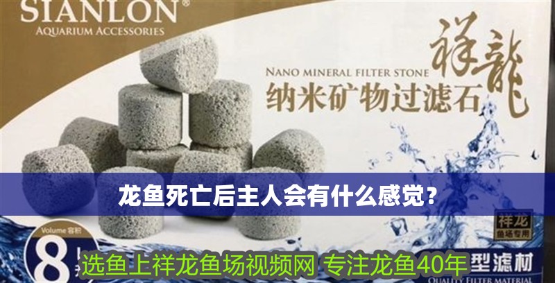 龍魚死亡后主人會有什么感覺？