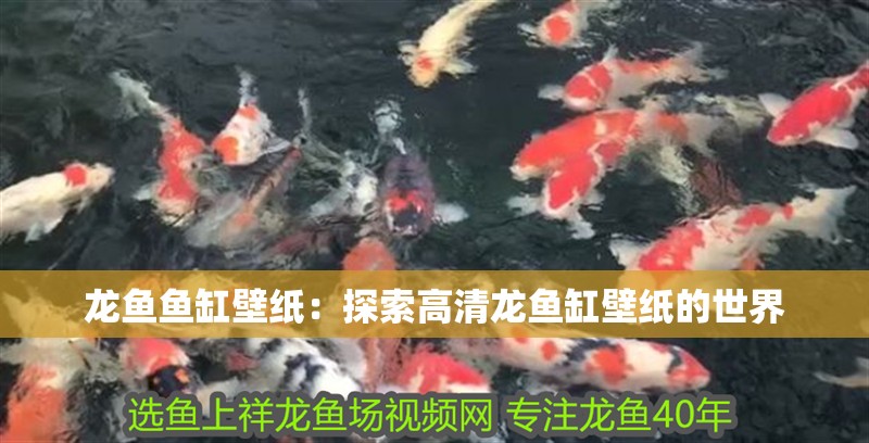 龍魚魚缸壁紙：探索高清龍魚缸壁紙的世界