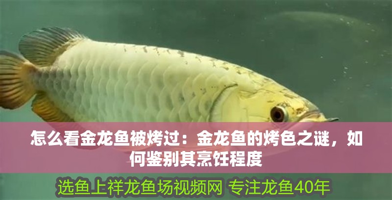 怎么看金龍魚被烤過(guò)：金龍魚的烤色之謎，如何鑒別其烹飪程度