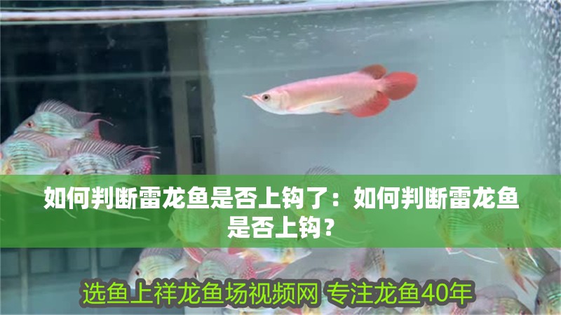 龍魚干蝦有營養(yǎng)嗎 如何判斷雷龍魚是否上鉤了:如何判斷雷龍魚是否上鉤? 水族問答 如何判斷雷龍魚是否上鉤了:如何判斷雷龍魚是否上鉤? 如何判斷雷龍魚是否上鉤了:如何判斷雷龍魚是否上鉤? 水族問答