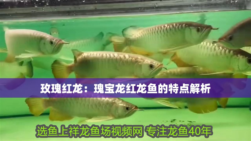 魚缸用增氧泵價格是多少:魚缸增氧機-xtrac增氧機-xtrac增氧機 玫瑰紅龍:瑰寶龍紅龍魚的特點解析 水族問答 玫瑰紅龍:瑰寶龍紅龍魚的特點解析 玫瑰紅龍:瑰寶龍紅龍魚的特點解析 水族問答