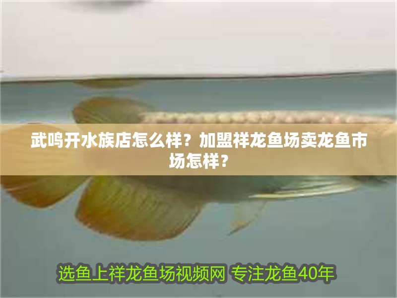 武鳴開水族店怎么樣？加盟祥龍魚場賣龍魚市場怎樣？