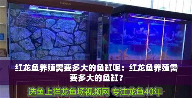 紅龍魚養(yǎng)殖需要多大的魚缸呢：紅龍魚養(yǎng)殖需要多大的魚缸？ 紅龍魚養(yǎng)殖需要多大的魚缸呢：紅龍魚養(yǎng)殖需要多大的魚缸？ 水族問答