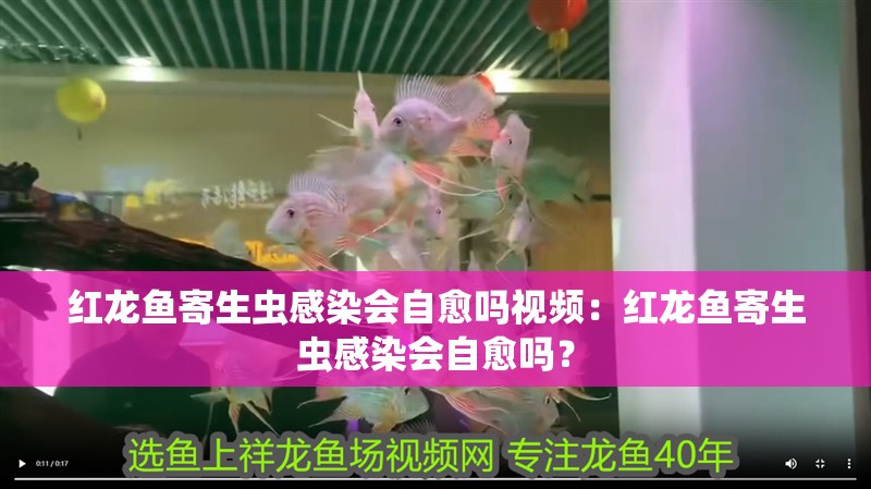 紅龍魚寄生蟲感染會自愈嗎視頻：紅龍魚寄生蟲感染會自愈嗎？ 紅龍魚寄生蟲感染會自愈嗎視頻：紅龍魚寄生蟲感染會自愈嗎？ 水族問答