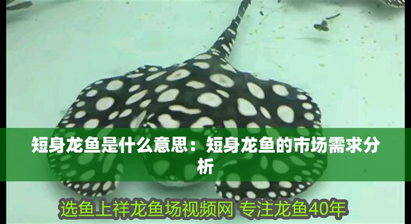 短身龍魚是什么意思：短身龍魚的市場需求分析 短身龍魚是什么意思：短身龍魚的市場需求分析 水族問答