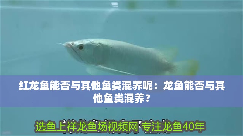 紅龍魚能否與其他魚類混養呢：龍魚能否與其他魚類混養？ 紅龍魚能否與其他魚類混養呢：龍魚能否與其他魚類混養？ 水族問答