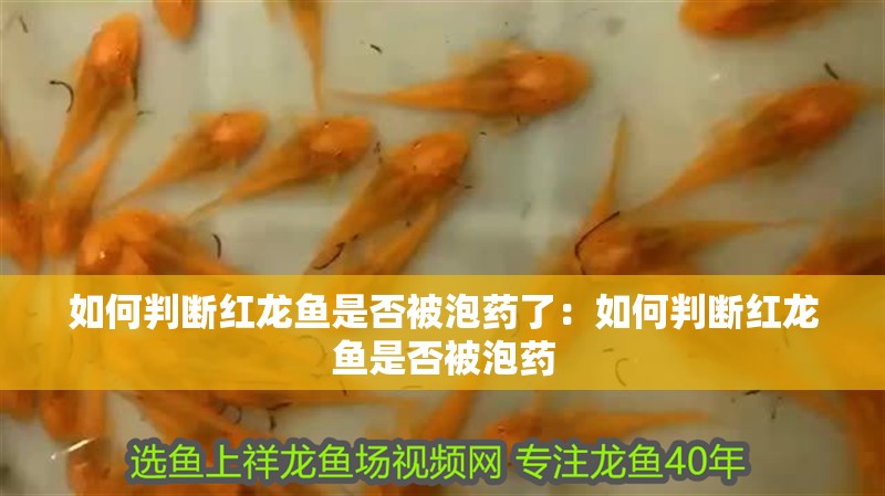 龍魚干蝦有營養嗎 如何判斷紅龍魚是否被泡藥了:如何判斷紅龍魚是否被泡藥 水族問答 如何判斷紅龍魚是否被泡藥了:如何判斷紅龍魚是否被泡藥 如何判斷紅龍魚是否被泡藥了:如何判斷紅龍魚是否被泡藥 水族問答