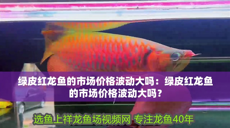 綠皮紅龍魚的市場價格波動大嗎：綠皮紅龍魚的市場價格波動大嗎？