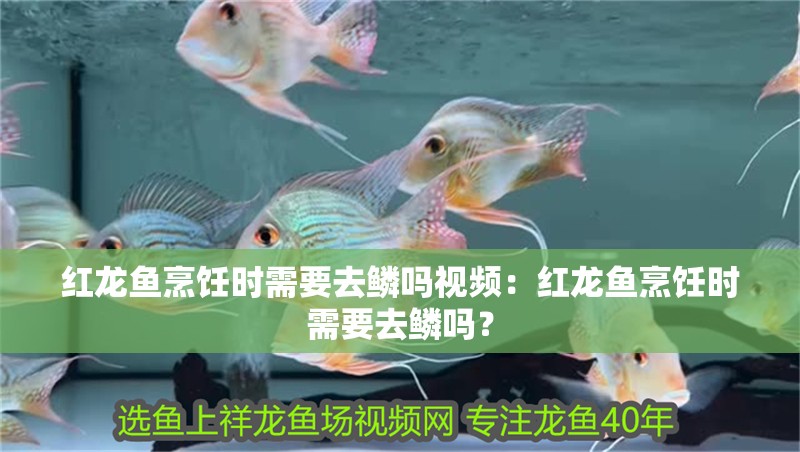 紅龍魚(yú)烹飪時(shí)需要去鱗嗎視頻：紅龍魚(yú)烹飪時(shí)需要去鱗嗎？ 紅龍魚(yú)烹飪時(shí)需要去鱗嗎視頻：紅龍魚(yú)烹飪時(shí)需要去鱗嗎？ 水族問(wèn)答