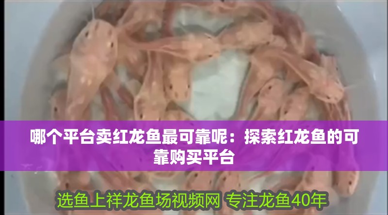 魚缸過濾器選購指南:自制魚缸過濾器魚缸上置過濾器對于養魚愛好者的必備知識 哪個平臺賣紅龍魚最可靠呢:探索紅龍魚的可靠購買平臺 水族問答 哪個平臺賣紅龍魚最可靠呢:探索紅龍魚的可靠購買平臺 哪個平臺賣紅龍魚最可靠呢:探索紅龍魚的可靠購買平臺 水族問答