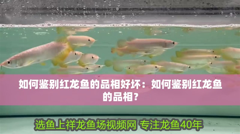 如何鑒別紅龍魚的品相好壞：如何鑒別紅龍魚的品相？ 如何鑒別紅龍魚的品相好壞：如何鑒別紅龍魚的品相？ 水族問答