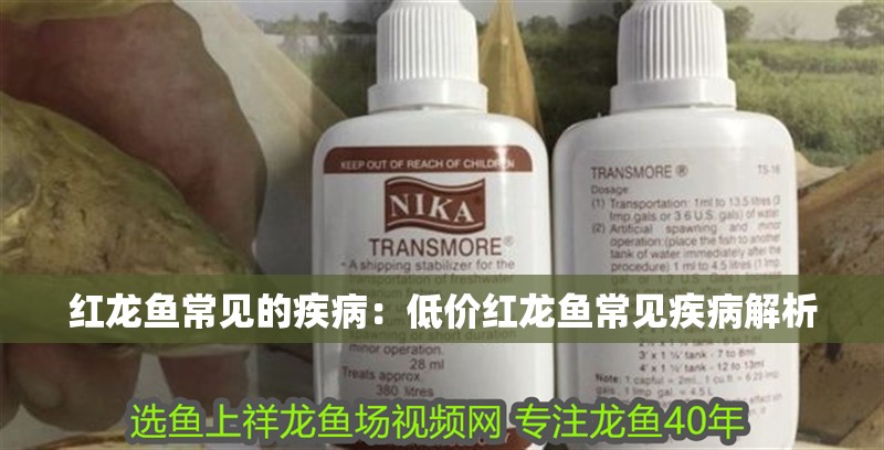 紅龍魚常見的疾病：低價紅龍魚常見疾病解析 紅龍魚常見的疾病：低價紅龍魚常見疾病解析 水族問答