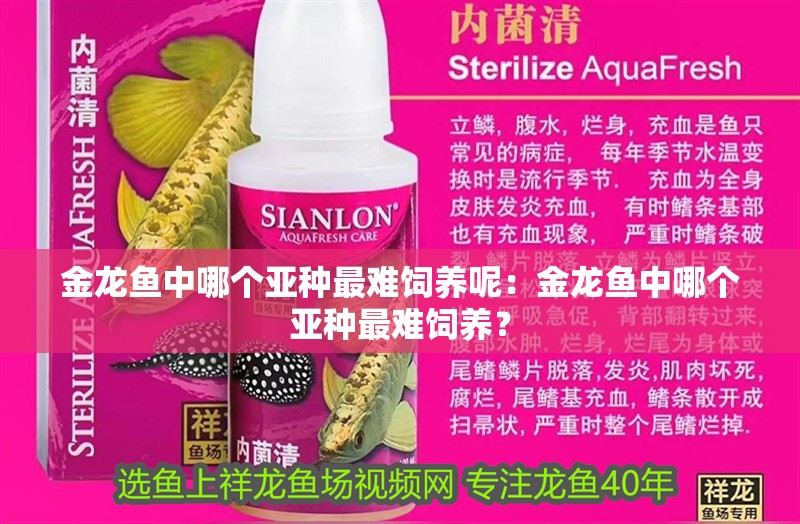 金龍魚中哪個亞種最難飼養呢：金龍魚中哪個亞種最難飼養？ 金龍魚中哪個亞種最難飼養呢：金龍魚中哪個亞種最難飼養？ 水族問答
