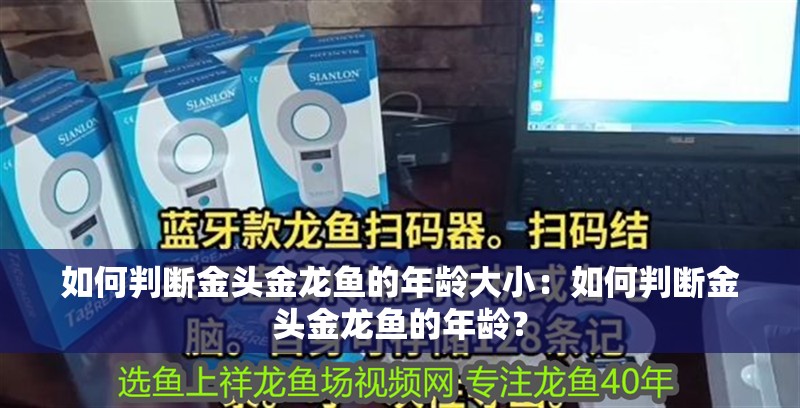 如何判斷金頭金龍魚的年齡大小：如何判斷金頭金龍魚的年齡？