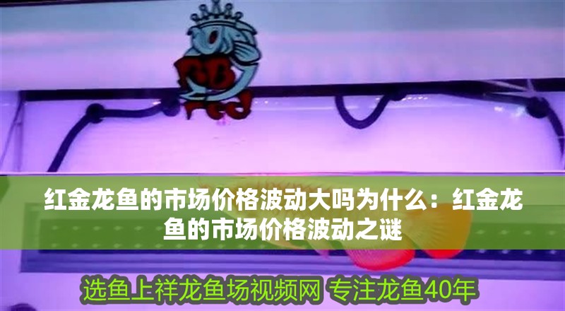 龍魚干蝦有營養嗎 紅金龍魚的市場價格波動大嗎為什么:紅金龍魚的市場價格波動之謎 水族問答 紅金龍魚的市場價格波動大嗎為什么:紅金龍魚的市場價格波動之謎 紅金龍魚的市場價格波動大嗎為什么:紅金龍魚的市場價格波動之謎 水族問答