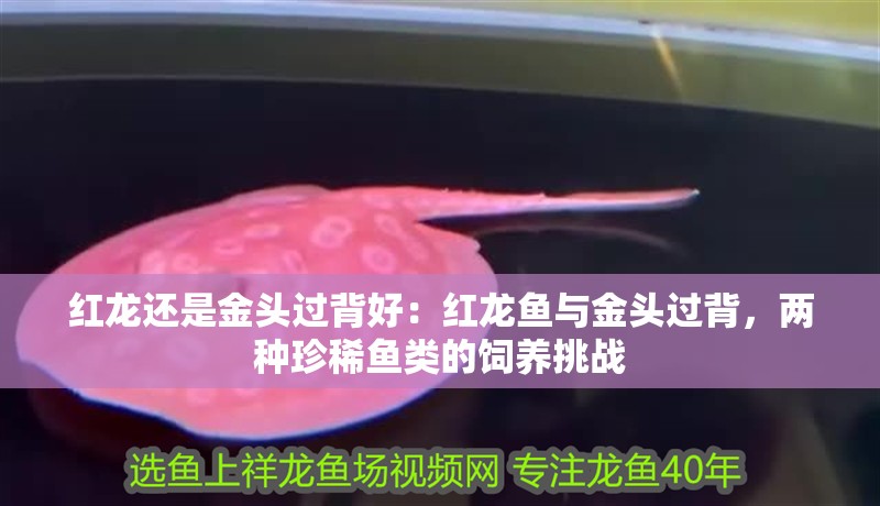 紅龍還是金頭過(guò)背好：紅龍魚(yú)與金頭過(guò)背，兩種珍稀魚(yú)類(lèi)的飼養(yǎng)挑戰(zhàn)