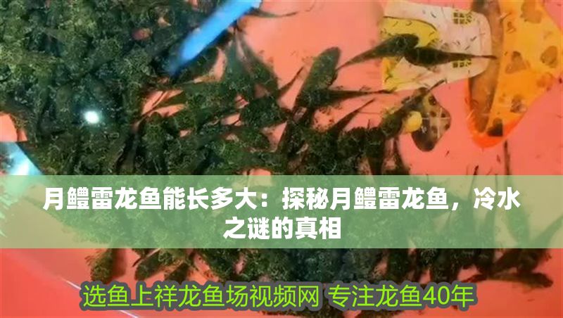 月鱧雷龍魚能長多大：探秘月鱧雷龍魚，冷水之謎的真相