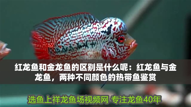 紅龍魚和金龍魚的區(qū)別是什么呢：紅龍魚與金龍魚，兩種不同顏色的熱帶魚鑒賞 紅龍魚和金龍魚的區(qū)別是什么呢：紅龍魚與金龍魚，兩種不同顏色的熱帶魚鑒賞 水族問答
