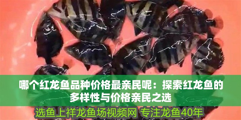 我的虎魚真菌感染了要怎么處理 哪個(gè)紅龍魚品種價(jià)格最親民呢:探索紅龍魚的多樣性與價(jià)格親民之選 水族問答 哪個(gè)紅龍魚品種價(jià)格最親民呢:探索紅龍魚的多樣性與價(jià)格親民之選 哪個(gè)紅龍魚品種價(jià)格最親民呢:探索紅龍魚的多樣性與價(jià)格親民之選 水族問答