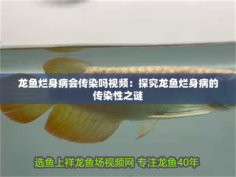 龍魚爛身病會傳染嗎視頻：探究龍魚爛身病的傳染性之謎 龍魚爛身病會傳染嗎視頻：探究龍魚爛身病的傳染性之謎 水族問答