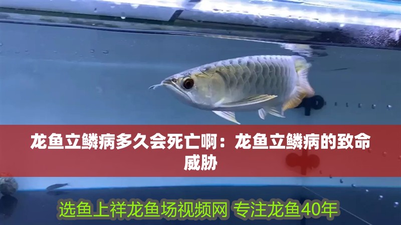 龍魚立鱗病多久會死亡?。糊堲~立鱗病的致命威脅
