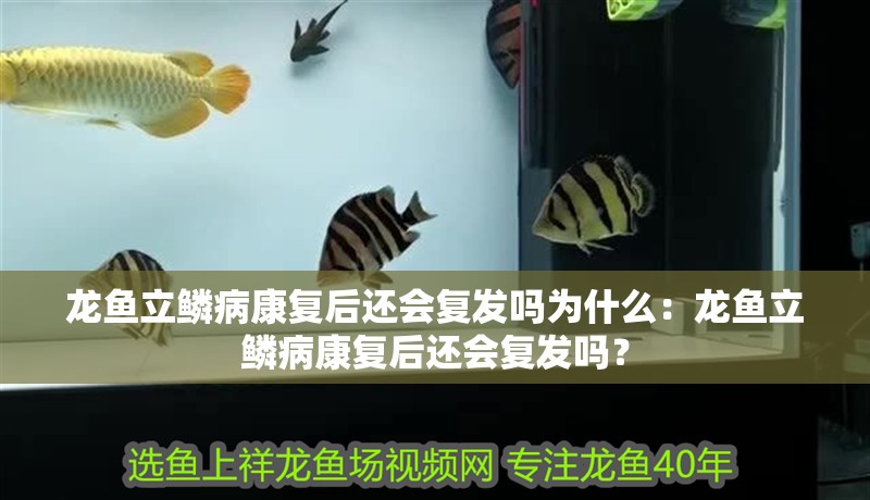 龍魚立鱗病康復后還會復發嗎為什么：龍魚立鱗病康復后還會復發嗎？ 龍魚立鱗病康復后還會復發嗎為什么：龍魚立鱗病康復后還會復發嗎？ 水族問答