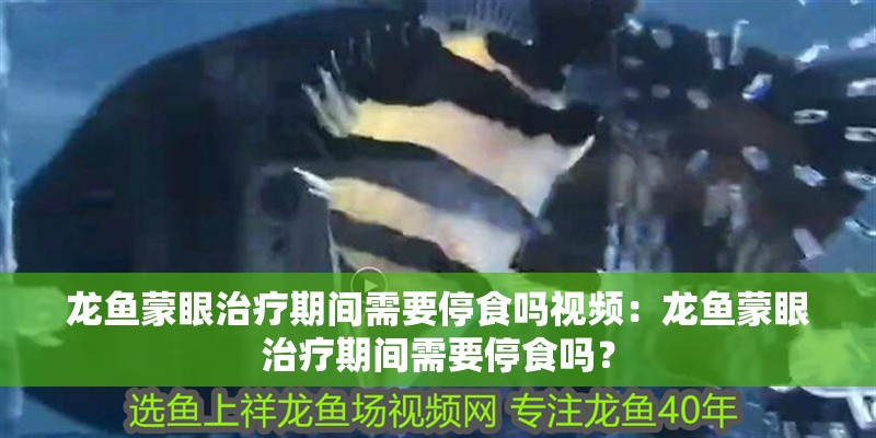 龍魚蒙眼治療期間需要停食嗎視頻：龍魚蒙眼治療期間需要停食嗎？ 龍魚蒙眼治療期間需要停食嗎視頻：龍魚蒙眼治療期間需要停食嗎？ 水族問答