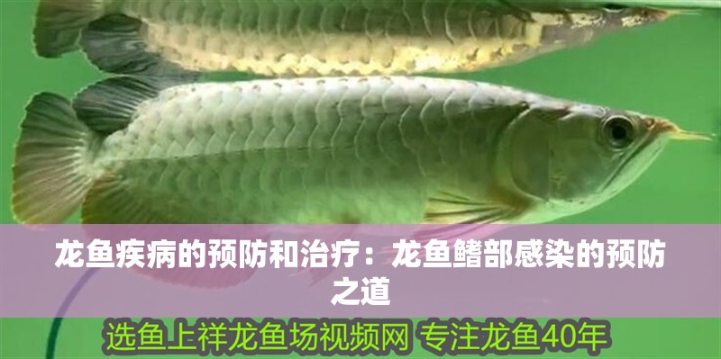 龍魚疾病的預防和治療：龍魚鰭部感染的預防之道 龍魚疾病的預防和治療：龍魚鰭部感染的預防之道 水族問答