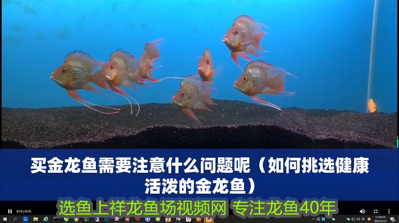 買金龍魚需要注意什么問(wèn)題呢（如何挑選健康活潑的金龍魚）