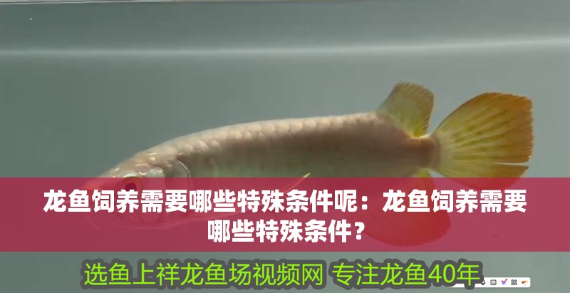 魚缸過濾器選購指南:自制魚缸過濾器魚缸上置過濾器對于養魚愛好者的必備知識 龍魚飼養需要哪些特殊條件呢:龍魚飼養需要哪些特殊條件? 水族問答 龍魚飼養需要哪些特殊條件呢:龍魚飼養需要哪些特殊條件? 龍魚飼養需要哪些特殊條件呢:龍魚飼養需要哪些特殊條件? 水族問答