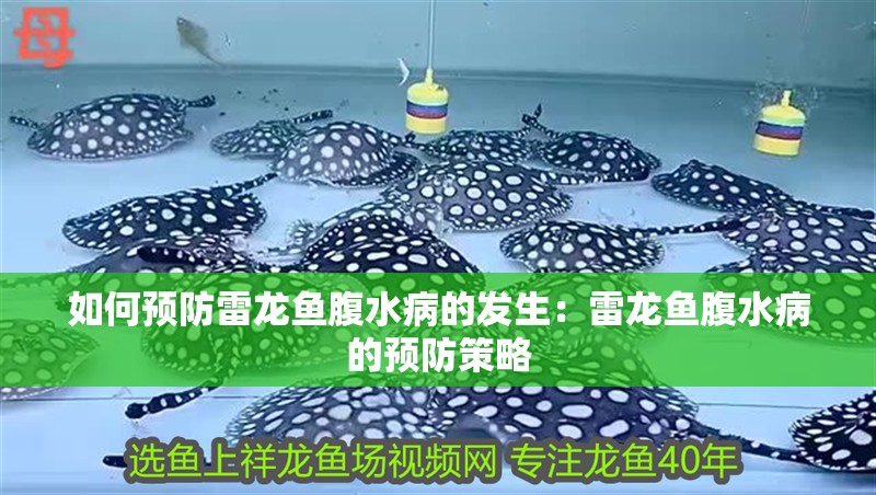如何預防雷龍魚腹水病的發生：雷龍魚腹水病的預防策略