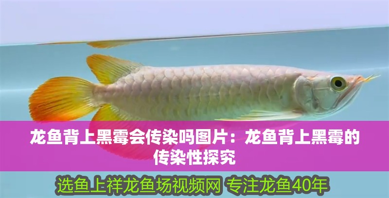 龍魚背上黑霉會傳染嗎圖片：龍魚背上黑霉的傳染性探究