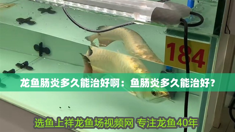 龍魚腸炎多久能治好?。呼~腸炎多久能治好？ 龍魚腸炎多久能治好?。呼~腸炎多久能治好？ 水族問答