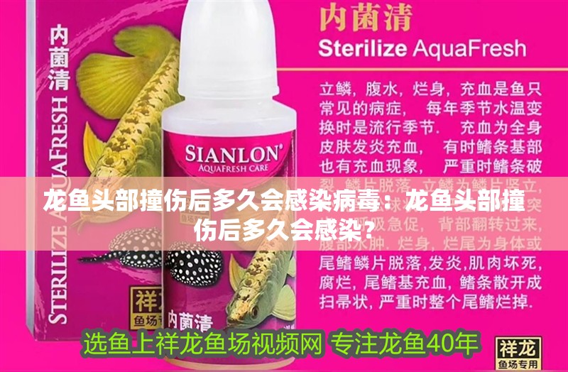 龍魚頭部撞傷后多久會感染病毒：龍魚頭部撞傷后多久會感染？ 龍魚頭部撞傷后多久會感染病毒：龍魚頭部撞傷后多久會感染？ 水族問答