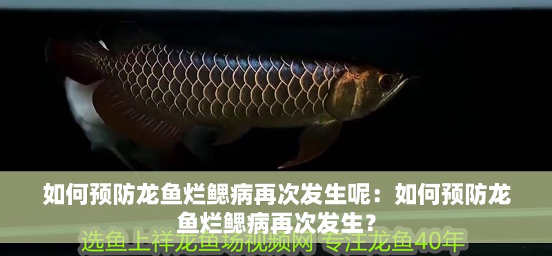 如何預防龍魚爛鰓病再次發生呢：如何預防龍魚爛鰓病再次發生？