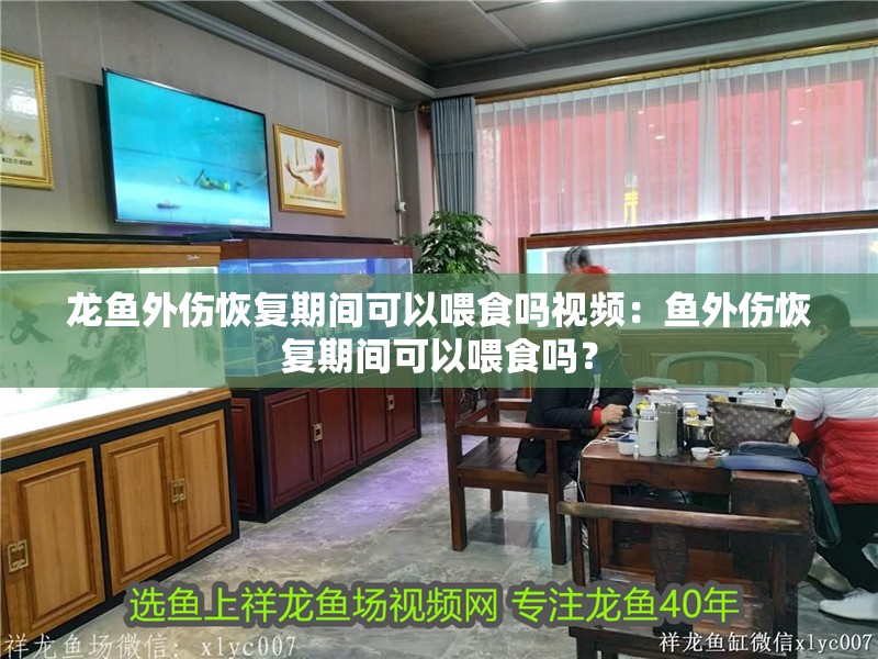 龍魚外傷恢復期間可以喂食嗎視頻：魚外傷恢復期間可以喂食嗎？ 龍魚外傷恢復期間可以喂食嗎視頻：魚外傷恢復期間可以喂食嗎？ 水族問答