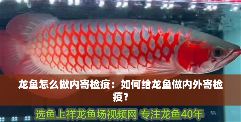 魚缸用增氧泵價(jià)格是多少:魚缸增氧機(jī)-xtrac增氧機(jī)-xtrac增氧機(jī) 龍魚怎么做內(nèi)寄檢疫:如何給龍魚做內(nèi)外寄檢疫? 水族問答 龍魚怎么做內(nèi)寄檢疫:如何給龍魚做內(nèi)外寄檢疫? 龍魚怎么做內(nèi)寄檢疫:如何給龍魚做內(nèi)外寄檢疫? 水族問答