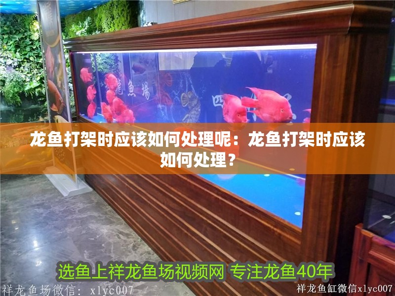 龍魚打架時應該如何處理呢：龍魚打架時應該如何處理？