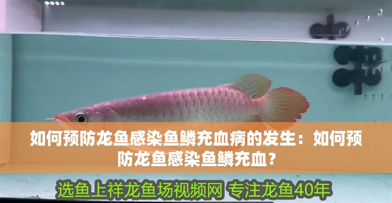 如何預(yù)防龍魚(yú)感染魚(yú)鱗充血病的發(fā)生：如何預(yù)防龍魚(yú)感染魚(yú)鱗充血？