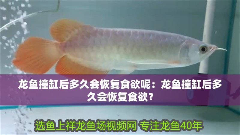 龍魚撞缸后多久會恢復食欲呢：龍魚撞缸后多久會恢復食欲？ 龍魚撞缸后多久會恢復食欲呢：龍魚撞缸后多久會恢復食欲？ 水族問答