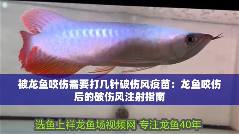 被龍魚咬傷需要打幾針破傷風疫苗：龍魚咬傷后的破傷風注射指南