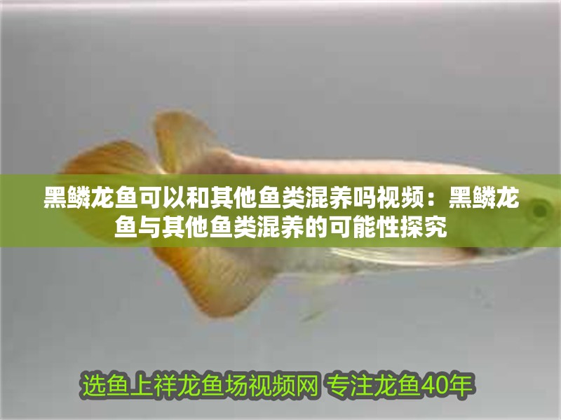 黑鱗龍魚可以和其他魚類混養嗎視頻：黑鱗龍魚與其他魚類混養的可能性探究 黑鱗龍魚可以和其他魚類混養嗎視頻：黑鱗龍魚與其他魚類混養的可能性探究 水族問答