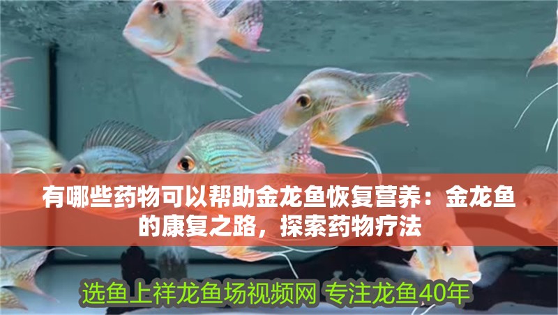 有哪些藥物可以幫助金龍魚恢復營養：金龍魚的康復之路，探索藥物療法 有哪些藥物可以幫助金龍魚恢復營養：金龍魚的康復之路，探索藥物療法 水族問答