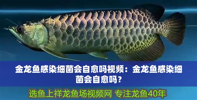 金龍魚感染細菌會自愈嗎視頻：金龍魚感染細菌會自愈嗎？ 金龍魚感染細菌會自愈嗎視頻：金龍魚感染細菌會自愈嗎？ 水族問答